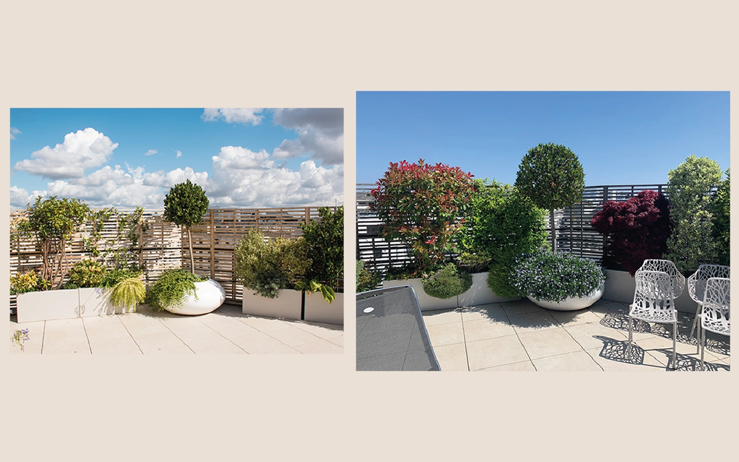 evolution des plantes